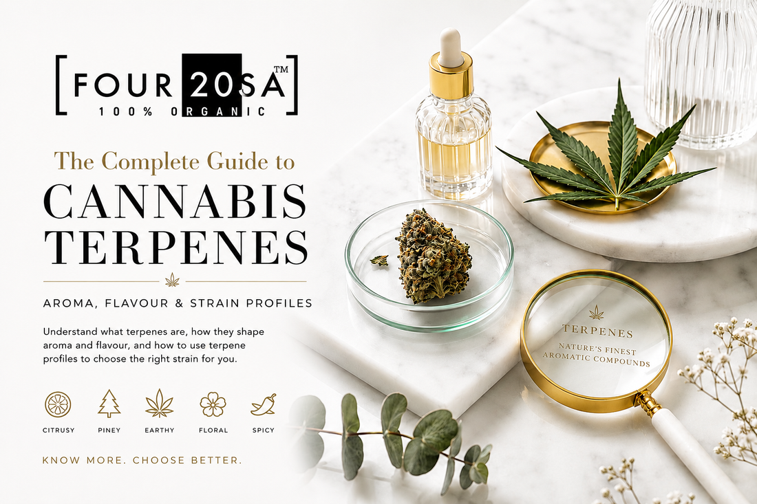 What Are Cannabis Terpenes? A Complete Guide to Aroma, Flavour & Strain Profiles
