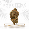 Standard Indoor Face Off OG Indica-Dominant Hybrid 22% THC