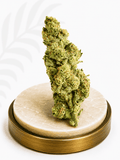 Standard Indoor Gipsy Haze Sativa 22% THC - Four20SA