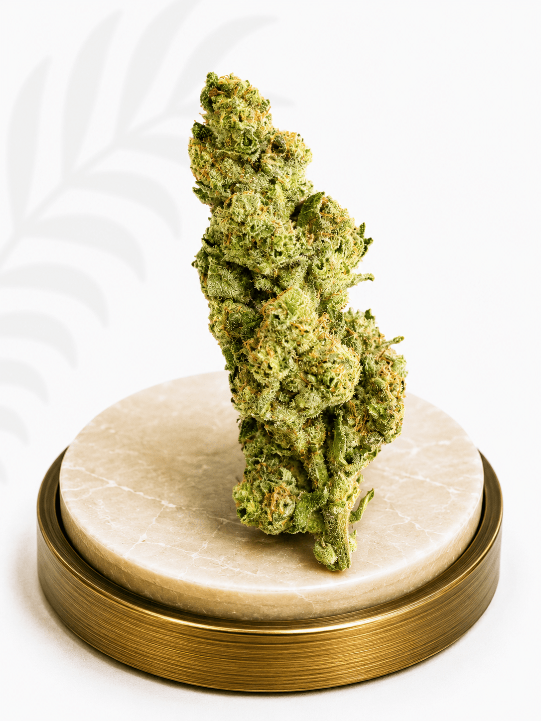 Standard Indoor Gipsy Haze Sativa 22% THC - Four20SA