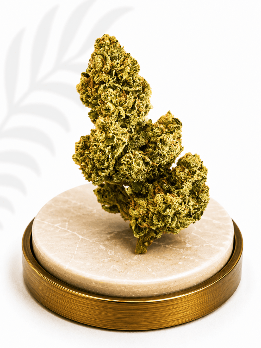 Premium Greenhouse Maui Wowie Sativa 20% THC - Four20SA