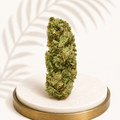 Premium Greenhouse Super Lemon Haze Sativa 19% THC - Four20SA