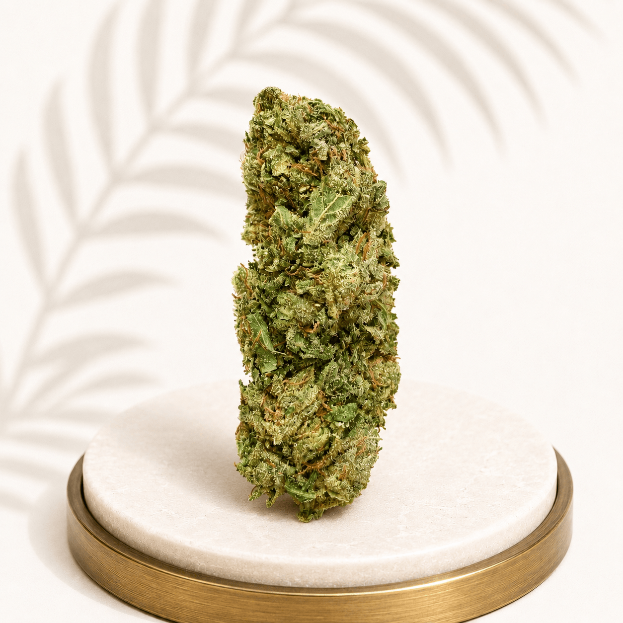 Premium Greenhouse Super Lemon Haze Sativa 19% THC - Four20SA