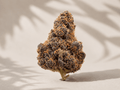 Boutique Indoor Gorilla Glue 4 (GG4) Hybrid 30% THC - Four20SA