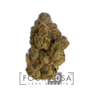 Boutique Indoor Grape Gasoline Hybrid