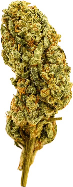 Premium Greenhouse White Widow Hybrid 15% THC