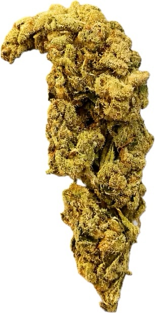 Premium Greenhouse Chemdawg – Hybrid | 18% THC