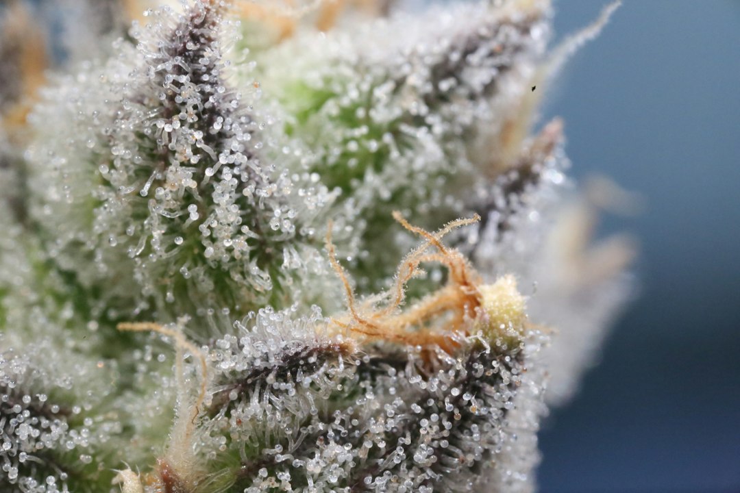 Close-up editorial photograph of cannabis flower and visible trichomes