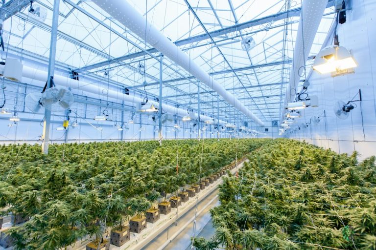 Cannabis plants growing in a greenhouse environment